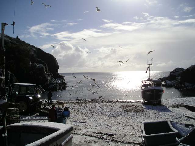 Breakfast for the gulls